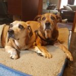 Two very old brown and grey senior dogs lying on a dog bed together.