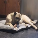 Presa Canario Jasmine eating her bone on a grey bed in the kitchen