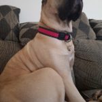 Large Fawn Presa Canario sitting on couch with a pink break away collar