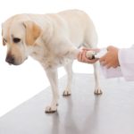 Dog is white with one paw having their nails filed with a Dermal by professional.