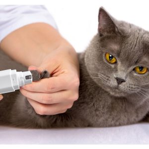 Caring For Your New Cat