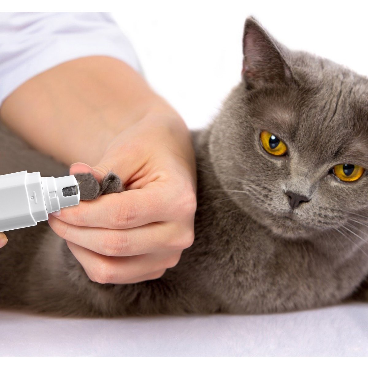 Cat getting their nails filed by a dremel tool