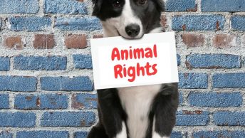 A dog holding animal rights sign