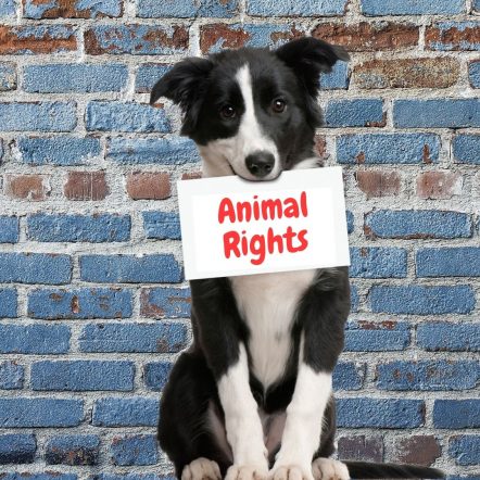 A dog holding animal rights sign