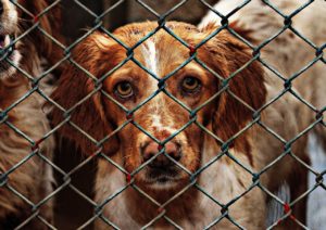 We Are Looking for Rescue Stories