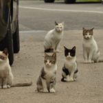 A group of feral cats on a street corner.