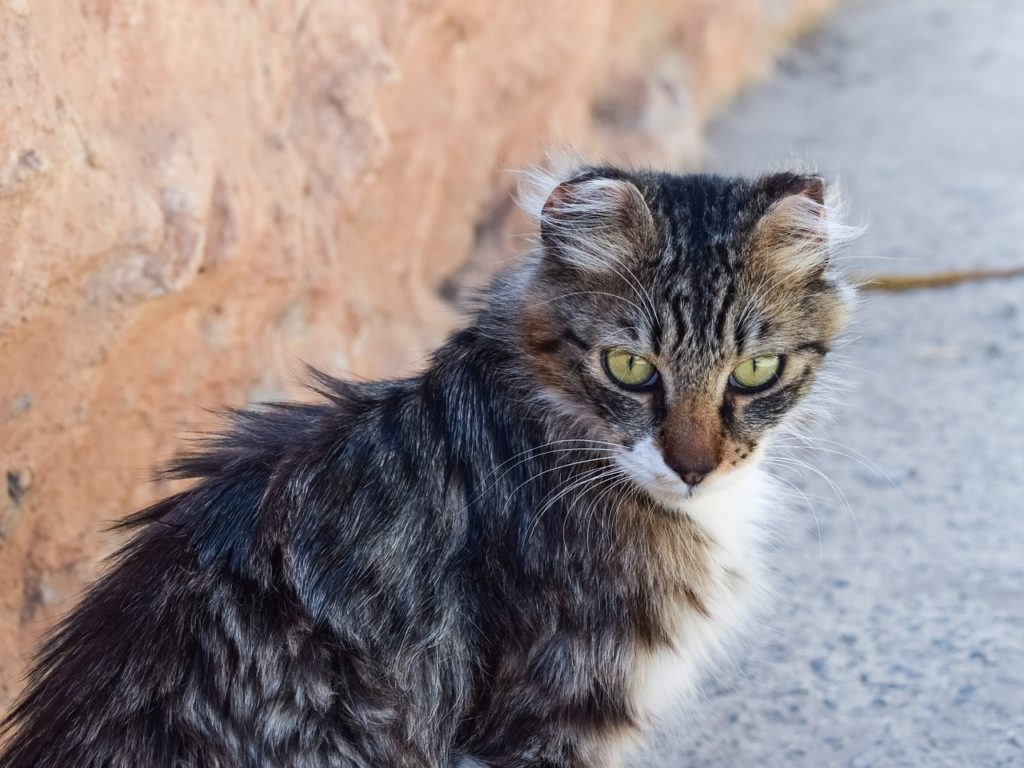 How To Help A Feral Cat - Cat Care Pet Frenzy Community