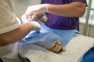 Pet Insurance