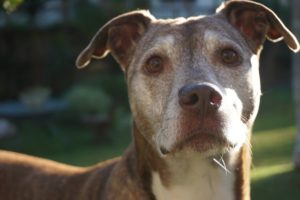 Caring For Your Senior Dog