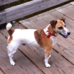 Brown and White dog looking happy with a red leash standing on a wooden dock.