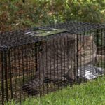 Feral cat in a live trap