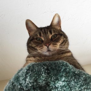 Ossi is a Tabby looking grey cat. on a green carpet cat stand. 