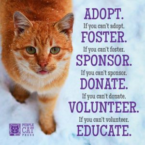 A poster of an orange cat. The poster says Adopt if you can't Foster If you can't foster Sponsor. Donate if you can't donate Volunteer if you cant' volunteer Educate.