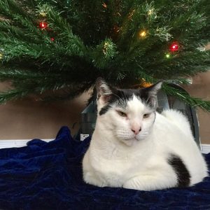 Image of Ying, in front of a Christmas tree on a blue velvet rug. Ying is a Black and White kitten.