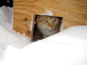 How To Make A Feral Cat Shelter