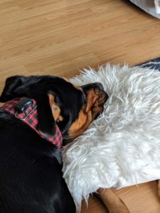 Jango the Rottweiler lying on a white fluffy pillow sleeping. Wearing a Fit bark collar