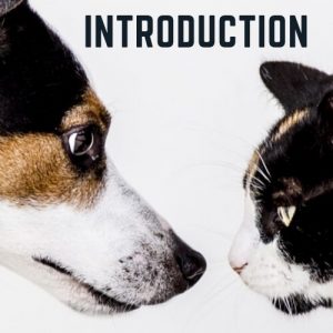 Introducing Your Dog And Cat