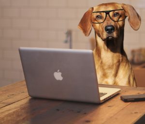 Pet Frenzy Is Always Looking For Guest Bloggers