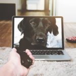 Image of a dog on a laptop with someone typing