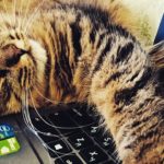 Tabby cat lying on a laptop