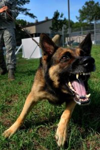 My Dog Has Fear Aggression
