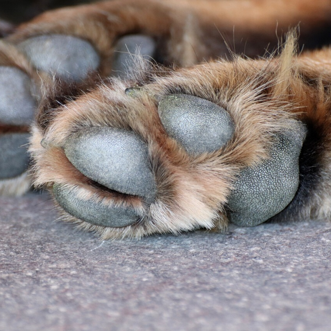 How To Heal Dogs Dry Paws How To Heal Dogs Dry Paws