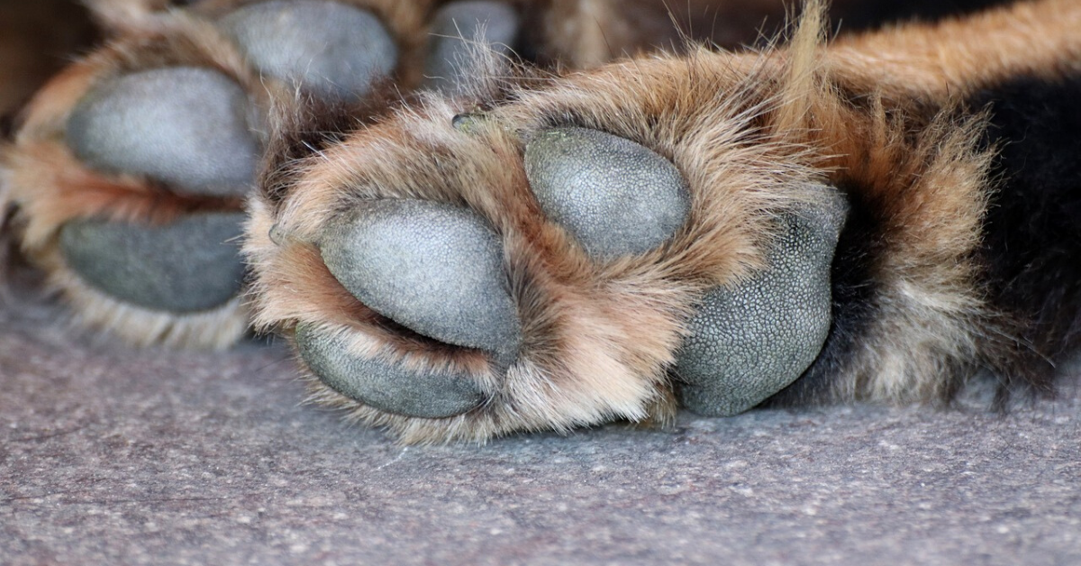 are cracked paws bad for dogs
