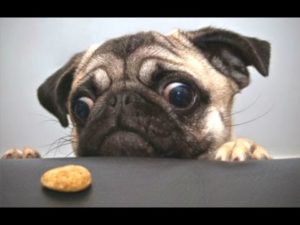 Pug dog looking on the counter at a treat it can't reach. Big buggy eyes