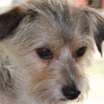 Very sad white terrier dog looking downwards.