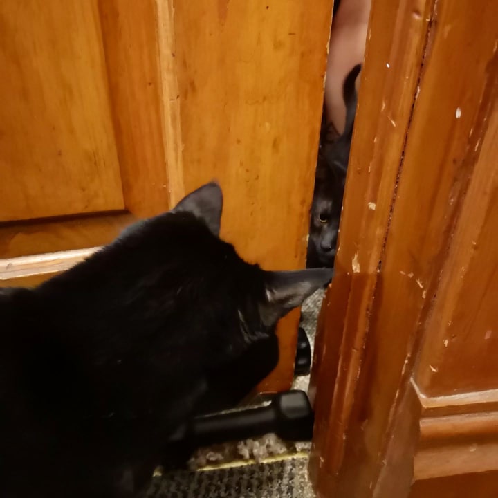 A small black kitten peering through a light wooden door at another, larger black cat. There are black hand weights blocking the door.