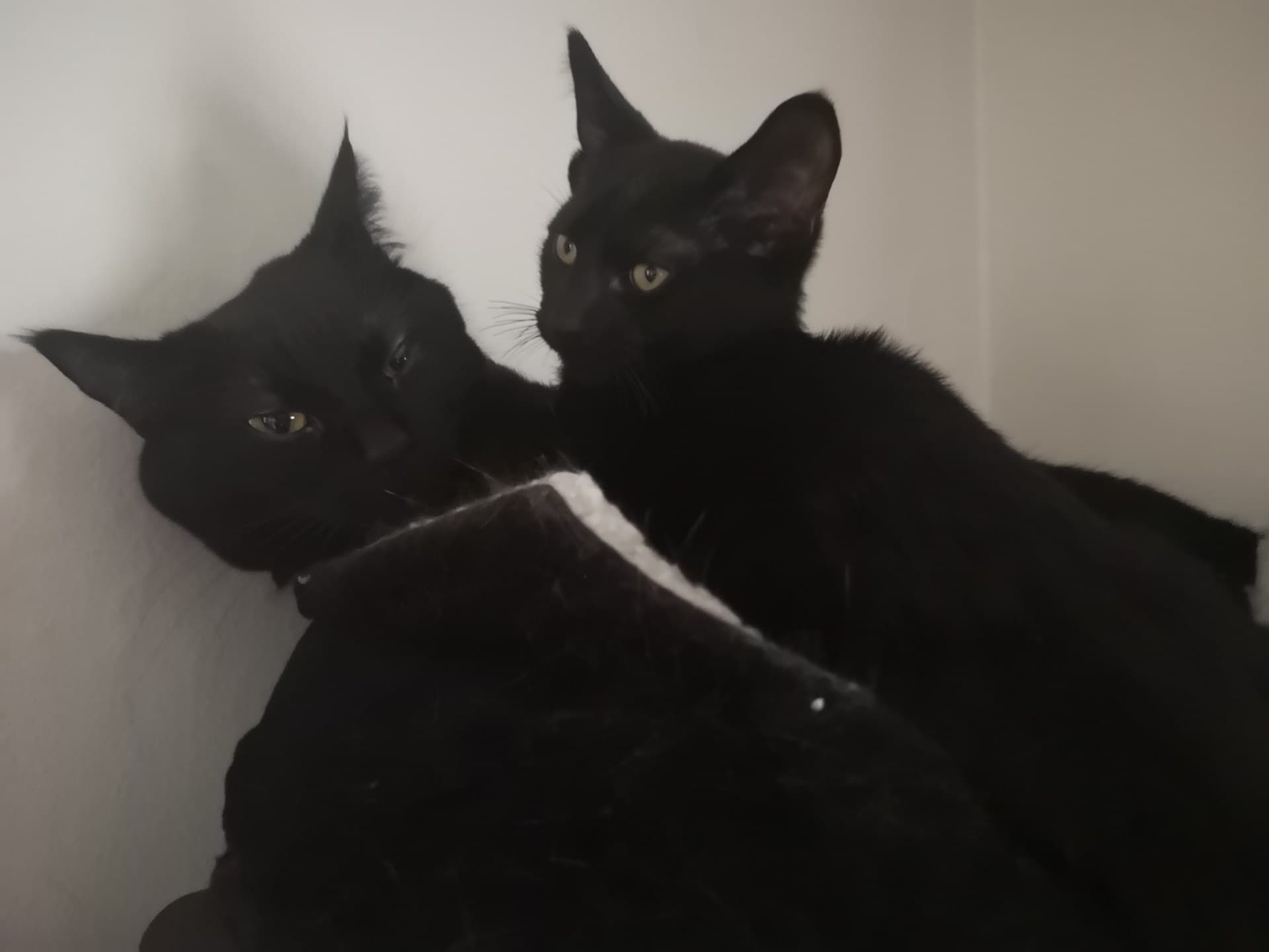 Two black kittens cuddling