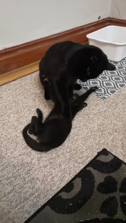 A large black cat playing with a smaller black kitten on a white and grey carpet. In the background is a white litter box, and in the foreground is a darker carpet.