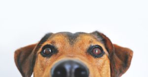  A cute black and brown dog looking at you for hope. 