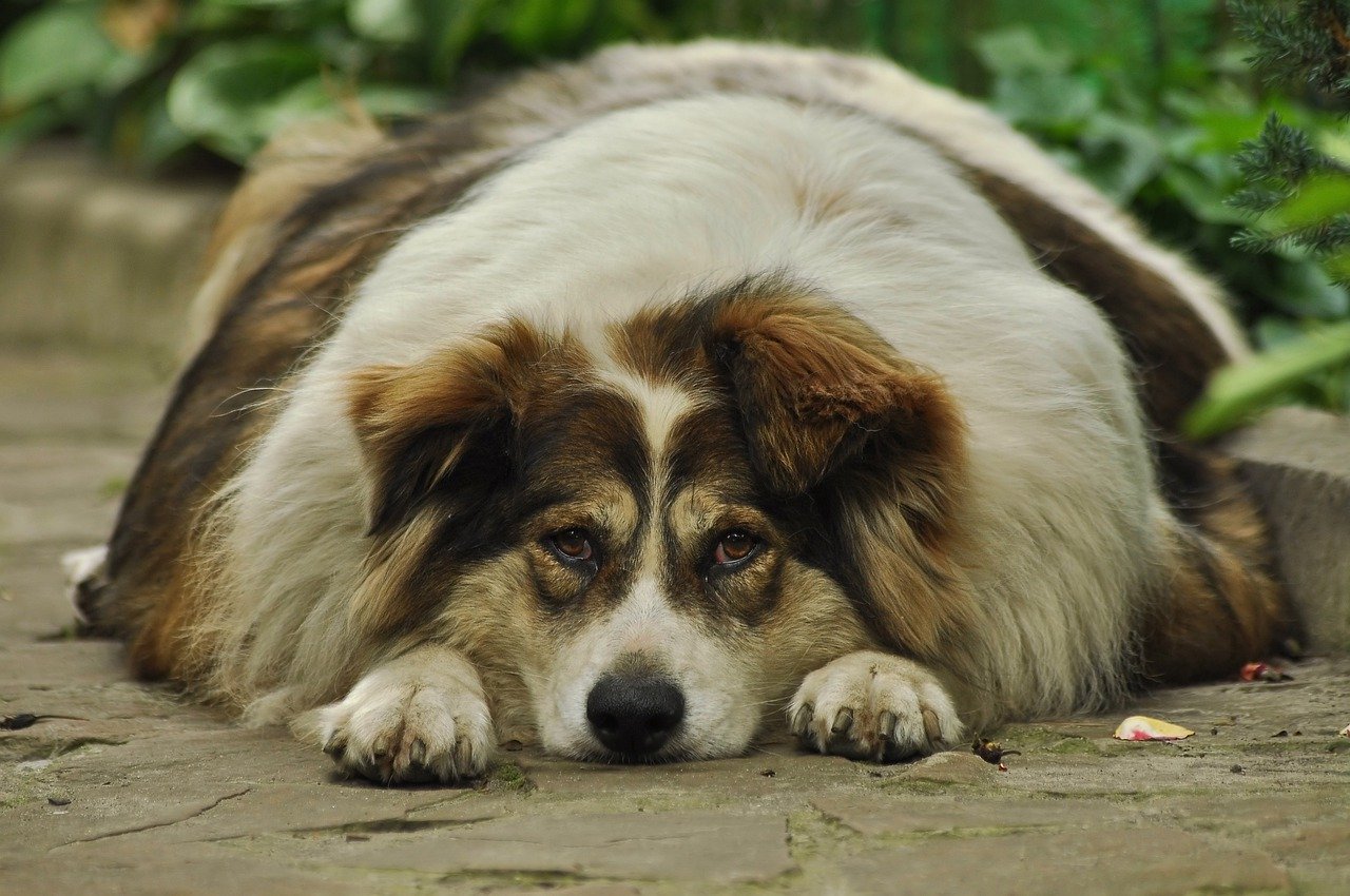 Overweight Brown and White Large Dog