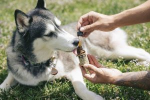 Is CBD Safe For Your Pet