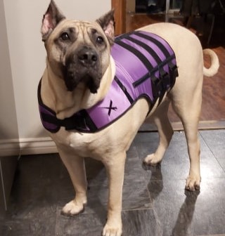 Xdog Vest Review