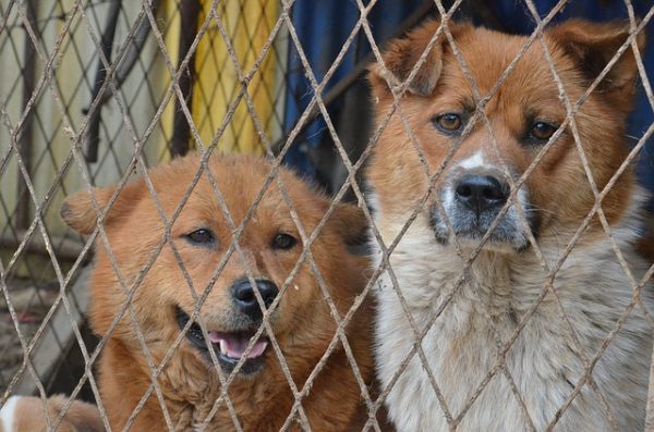 Pet Food Banks And Rescue Resources In Canada