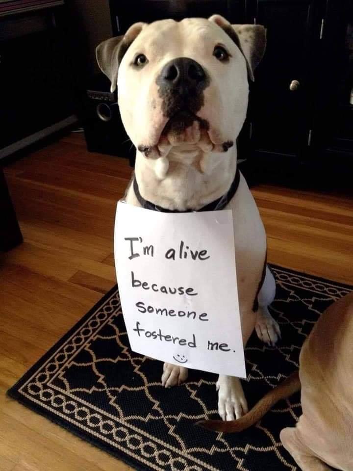 are pitbulls banned in ontario