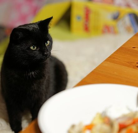 black cat looking at human food