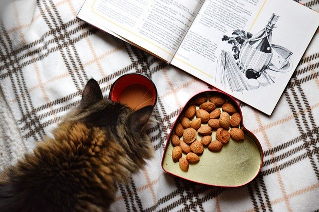 Cat looking at a cookbook