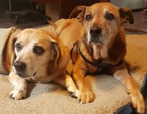 Palliative Care For Our Pets