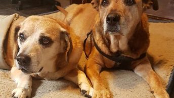 Two Senior Dogs comforting eachother