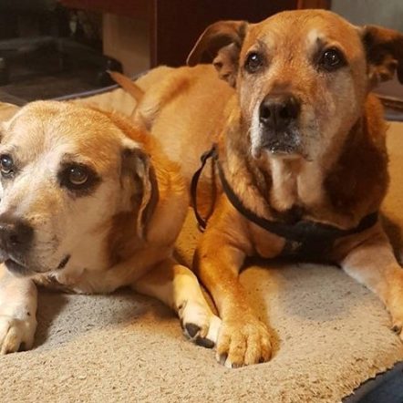 Two Senior Dogs comforting eachother