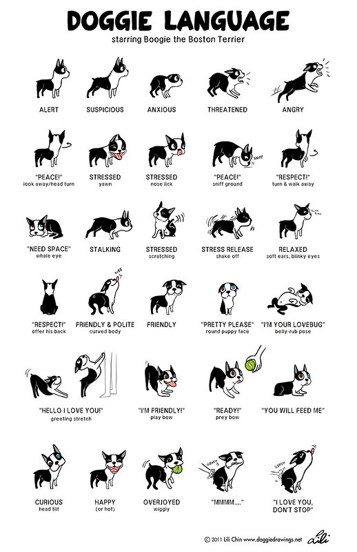 Dog body language info-graphic by Lili Kim