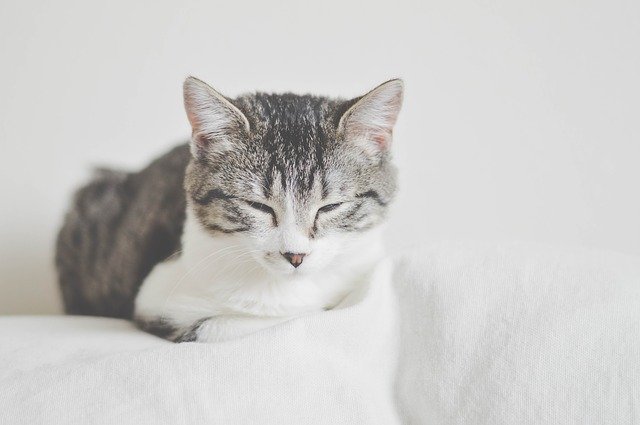 Grey and White tabby cat sleeping