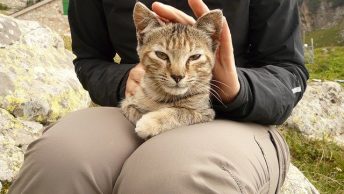 Picture of a cat on someones lap