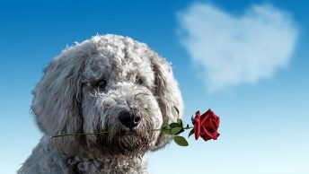 Dog holding a rose with heart cloud in background