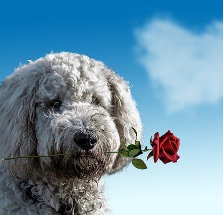 Dog holding a rose with heart cloud in background