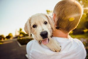 Dog cuddling its human