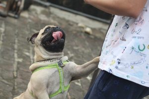 Dog Jumping up on a person